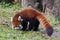 Closeup of a red panda walking in a grassy meadow near a tree in its natural habitat.