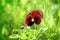 Closeup of red pansy flowering in spring time