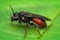 Closeup of a red parasitic blood bee Sphecodes albilabris on a leaf