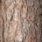 Closeup of Red Pine Pinus sylvestris Bark