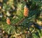 Closeup of a red pine tree branch growing in an evergreen boreal forest. Coniferous forest plant in spring on a sunny