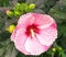 Closeup red pink Hibiscus flower in Summer