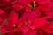 Closeup of red poinsettia flowers