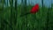 Closeup red poppy blooming with snail green grass field. Single papaver growing