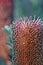 Closeup of the red and purple Cut Leaf Banksia flower, Banksia praemorsa