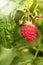 Closeup of a red raspberry on a green, vibrant vine in nature. Zoom in on ripe fruit growing on a sustainable organic