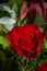 Closeup red rosebud with lots of petal
