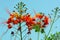 Closeup red royal poinciana or barbados pride or flam boyant or peacocks crest