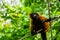 Closeup of a red ruffed lemur climbing in ropes, cute tropical monkey, critically endangered animal specie from Madagascar