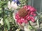 Closeup Red Scabiosa - Pincushion Flower