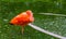 Closeup of a red scarlet ibis standing in the water and tucking its head in, colorful and tropical bird specie from America