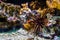 Closeup of a red sea urchin laying at the bottom, tropical animal specie from the pacific ocean