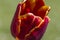 Closeup of Red Selectives Tulips Aishwarya Rai in National Dutch Park Keukenhof