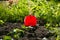 Closeup of red spade stuck in garden bed