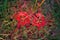 Closeup of red spider lily with swirly blur