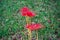 Closeup of red spider lily with swirly blur