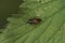 Closeup on the red spotted mirid bug, Deraeocoris ruber sitting on a leaf