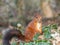 Closeup of a red squirrel perched on a pile of green leaves in a wooded area