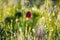 Closeup red steppe flower in a water drops