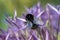 Closeup of a Red-tailed Bumble-bee Bombus lapidarius on Allium christophii