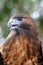 Closeup of Red-Tailed Hawk