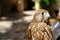 Closeup of a Red Tailed Hawk.