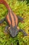 Closeup of the red-tailed knobby newt or Kweichow crocodile newt