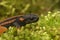 Closeup of the Red-tailed Knobby Newt , Tylototriton kweichowensis on green moss