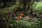 Closeup of a red toxic agaric mushroom in a deep and dark forest between moss and leaves like in a fairy tale.