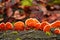 Closeup of red Trametes versicolor, turkey tail fungus on a tree bark