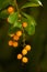 Closeup of red tropical berries - twig macro