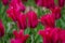 Closeup of red tulip buds on a green background. field of red tulips in spring