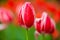 Closeup red tulip in the garden