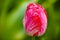 Closeup red tulip in the garden