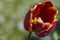 Closeup of Red Tulips Aishwarya Rai in National Dutch Park Keukenhof