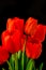 Closeup red tulips flowers in bloom bunch and green leaves isolated on black background