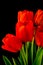 Closeup red tulips flowers in bloom bunch and green leaves isolated on black background