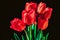 Closeup red tulips flowers in bloom bunch and green leaves isolated on black background