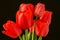 Closeup red tulips flowers in bloom bunch and green leaves isolated on black background