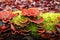 Closeup of red turkey tail fungus, Trametes versicolor, and moss on a tree bark