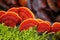 Closeup of red turkey tail fungus, Trametes versicolor, and moss on a tree bark