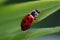 Closeup of red Variegated ladybug on green plant leaf