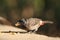Closeup of red vented bulbul eating biscuit on a concrete surface