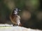 Closeup of red vented bulbul perched on a concrete surface