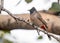 Closeup of a Red-vented bulbul sitting on a bare branch of a tree