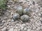 Closeup of red wattled lapwing eggs in a park