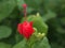Closeup red of Wax mallow ,Malvaviscus arboreus flower plants in garden with green blurred background ,macro image
