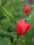 Closeup red of Wax mallow ,Malvaviscus arboreus flower plants in garden with green blurred background ,macro image