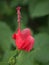 Closeup red of Wax mallow ,Malvaviscus arboreus flower plants in garden with green blurred background ,macro image