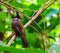 Closeup of a red whiskered bulbul, tropical bird with a black crest, exotic animal specie from Asia